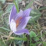 Crocus speciosus Flower