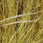 Hordeum vulgare Blad