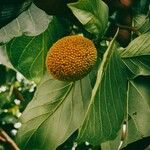 Nauclea latifolia Плод