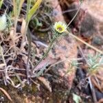 Tolpis umbellata Buveinė