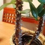 Euphorbia milii Azala