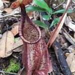 Nepenthes rafflesiana Blüte