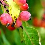 Malus baccata Frucht