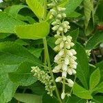 Clethra alnifolia Flower