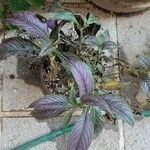 Strobilanthes auriculata Yaprak