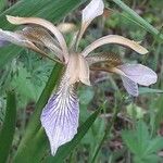 Iris foetidissimaCvet