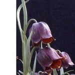 Fritillaria oranensis花