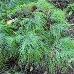 Ancistrachne numaeensis Hoja