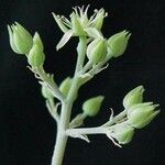Sedum allantoides Fiore