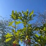Stenocarpus sinuatus Levél