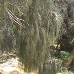 Casuarina equisetifolia Hoja