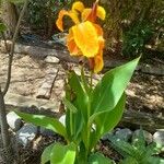 Canna × hybridaFlower