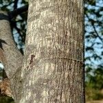 Muntingia calabura Bark