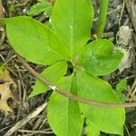 Arisaema dracontium পাতা