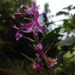 Epidendrum porphyreum Flor