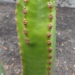 Euphorbia canariensis Feuille
