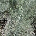 Artemisia filifolia ᱥᱟᱠᱟᱢ