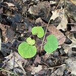 Dichondra carolinensis Feuille