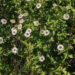 Symphyotrichum lanceolatum Συνήθη χαρακτηριστικά