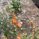Sphaeralcea fendleri Floare