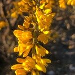 Genista scorpius Flower