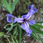 Iris versicolor Fleur