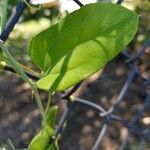 Smilax rotundifolia ᱥᱟᱠᱟᱢ