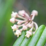 Marsdenia mackeeorum Blüte