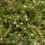 Arenaria serpyllifolia Çiçek