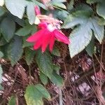 Passiflora coccinea Лист
