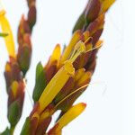 Sanchezia speciosa Blüte