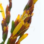 Sanchezia nobilis Flor