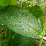 Sinningia sellovii Hoja