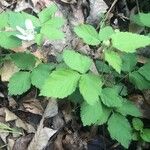 Rubus flagellaris ഇല