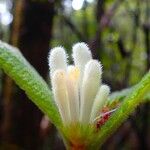 Psychotria fuscopilosa Flor