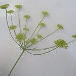 Seseli peucedanoides Flor