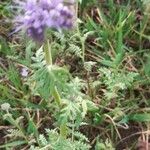 Phacelia distans Flower