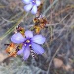 Aristea abyssinica Flor