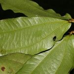 Calliandra brenesii Frunză