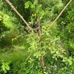 Lonicera hirsuta Blatt