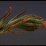 Castilleja minor Flower