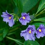 Solanum nudum Цвят