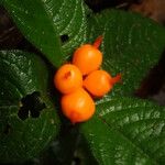 Hymenocoleus subipecacuanha Fruit