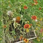 Gaillardia pulchellaFlower