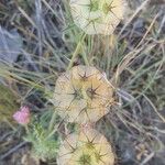 Lomelosia stellata Mbuma