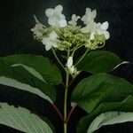 Hydrangea heteromalla Характер