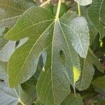 Ficus carica Ліст