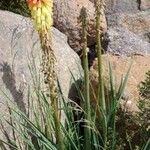 Kniphofia ritualis Hábito