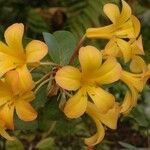 Rhododendron laetum Flor