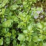 Rorippa nasturtium-aquaticum Leaf